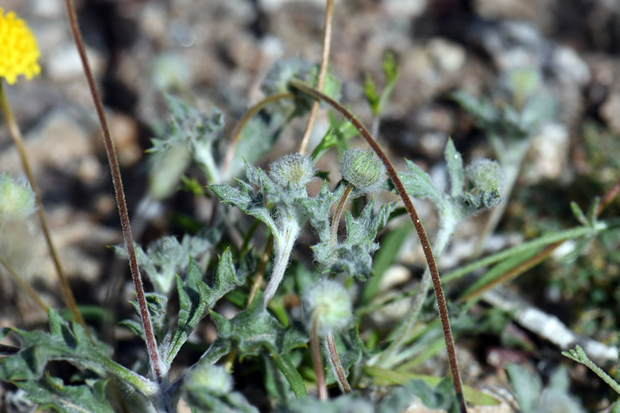 Yellowdome; Plants have both basal and cauline leaves often clustered in lower ½ of plant; mostly sessile; shape sharply dentate or shallowly lobed; leaf surfaces resin-dotted. Trichoptilium incisum